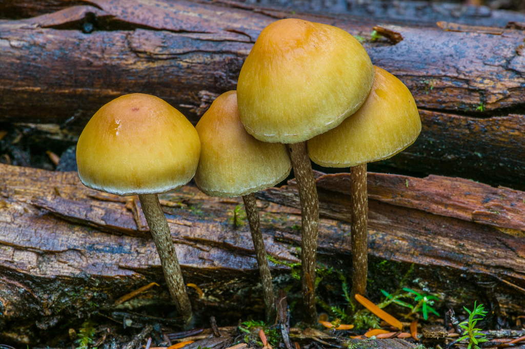 Mushroom