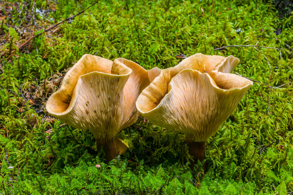Mushroom