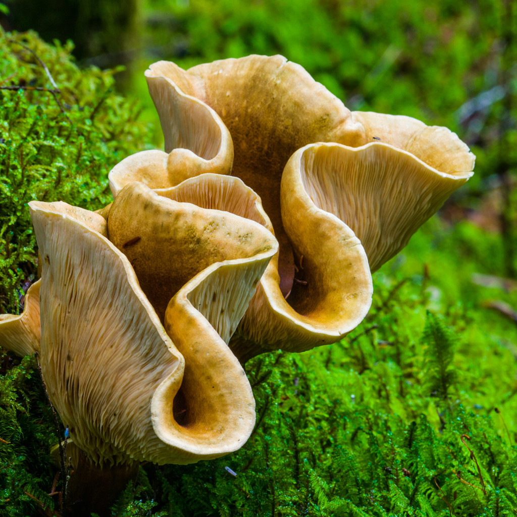 Mushroom