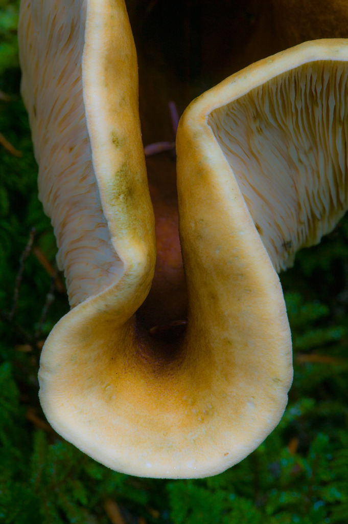 Mushroom
