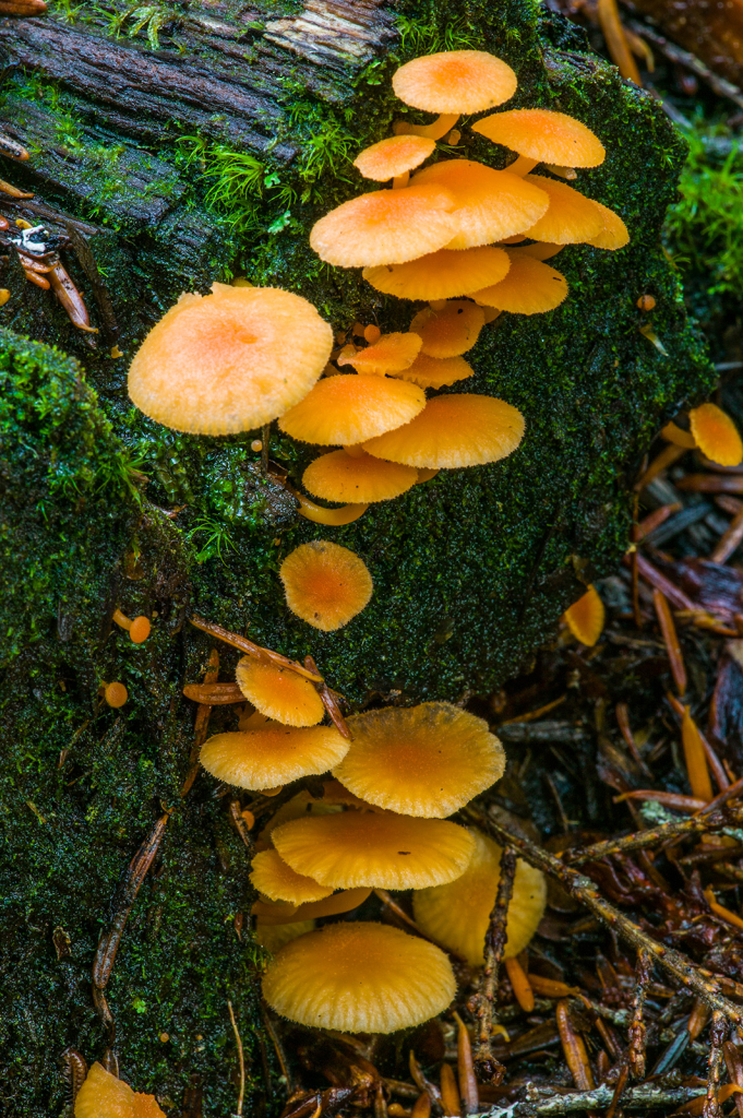 Mushroom