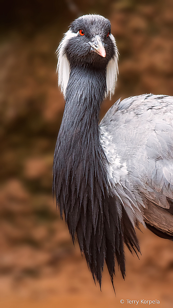 Demoiselle Crane Portrait