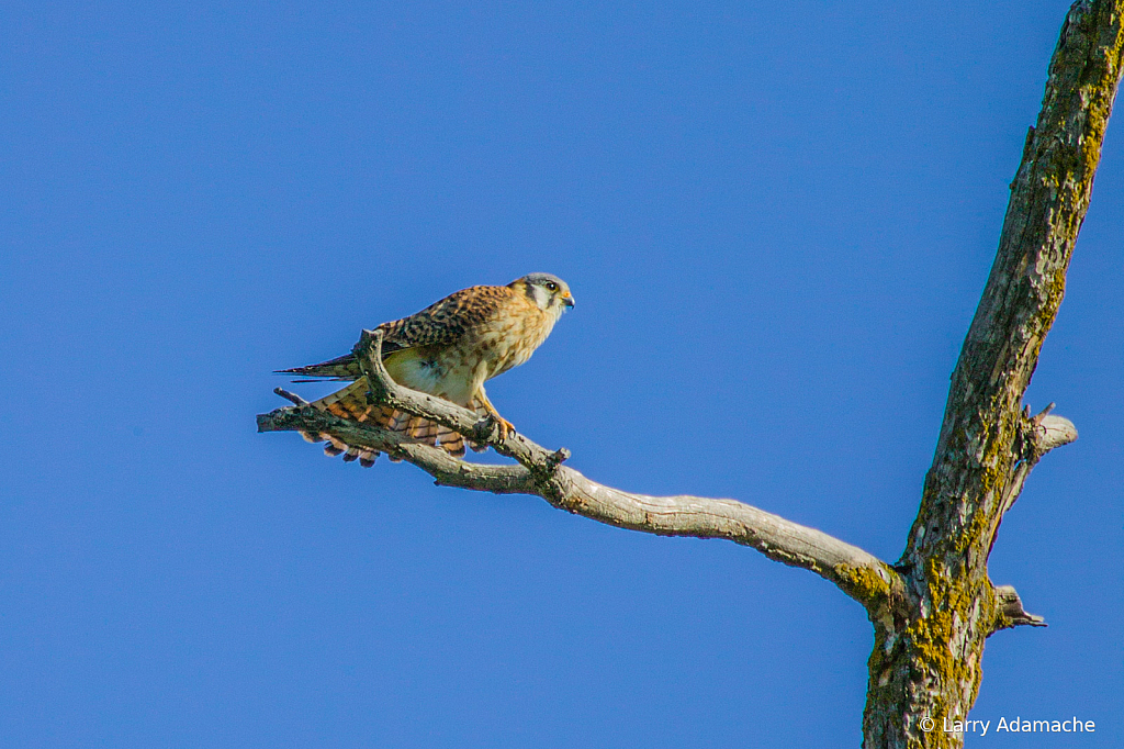 American Kestrel, 908V6804