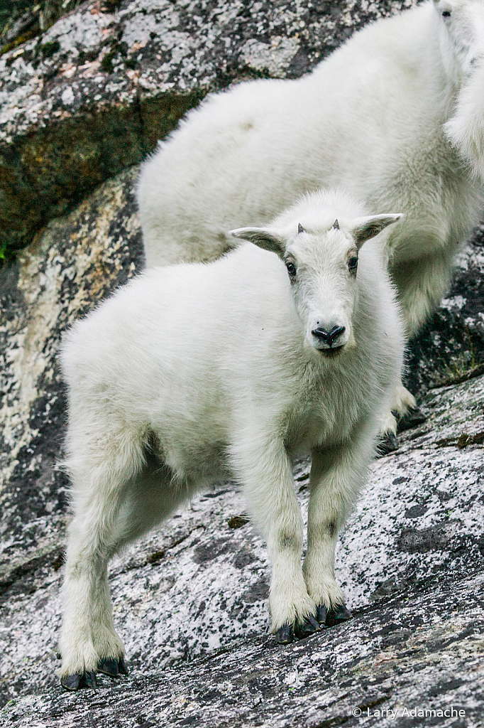 Rocky Mountain Goat, 010