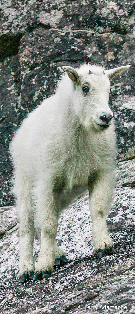Rocky Mountain Goat, 020