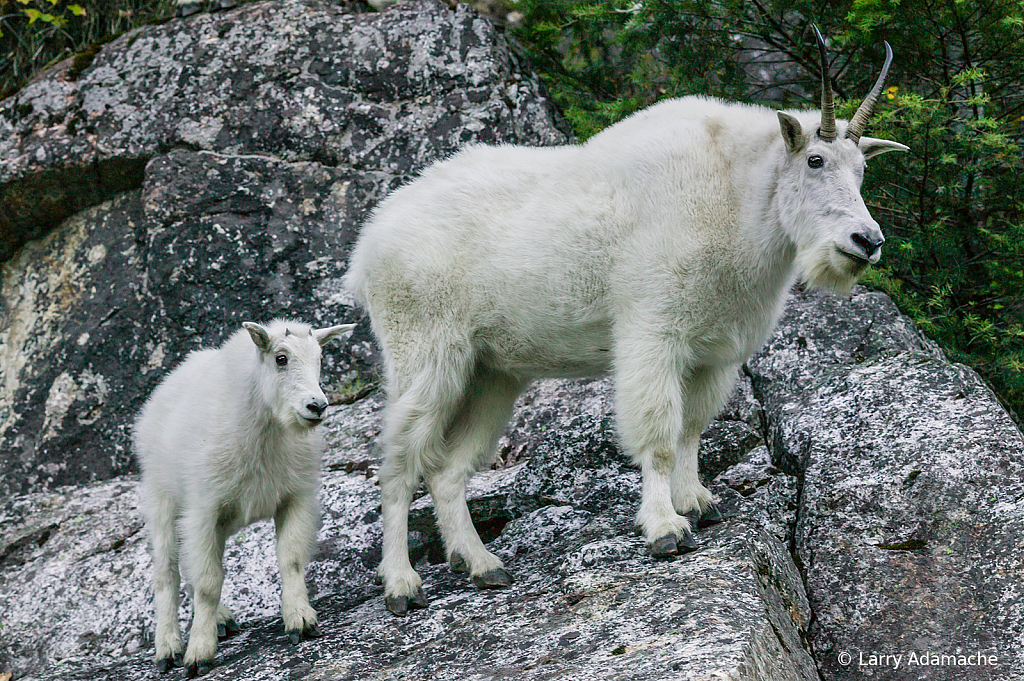 Rocky Mountain Goat, 022