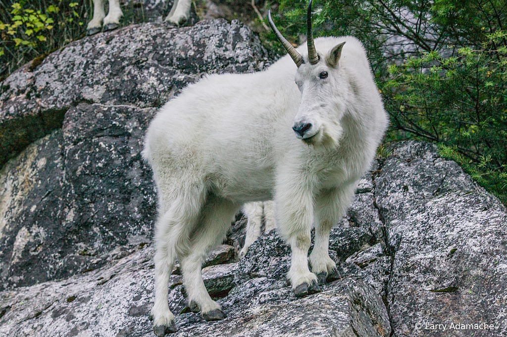 Rocky Mountain Goat, 027