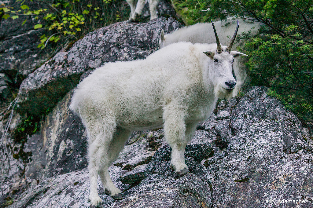 Rocky Mountain Goat, 041