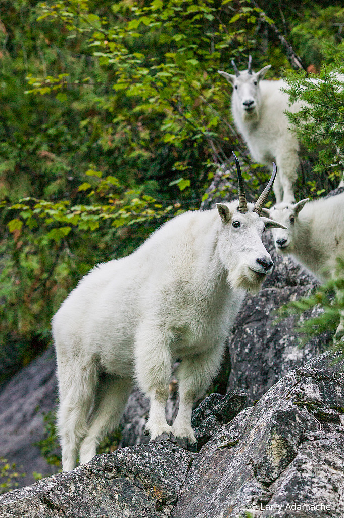 Rocky Mountain Goat, 055