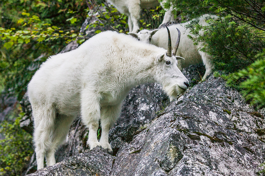 Rocky Mountain Goat, 058