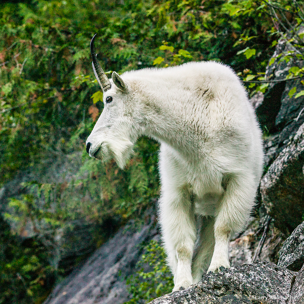 Rocky Mountain Goat, 062