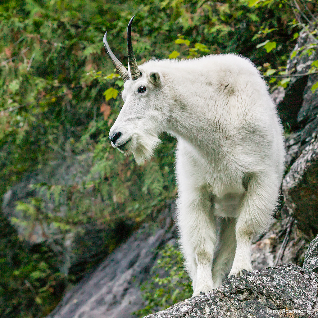 Rocky Mountain Goat, 063