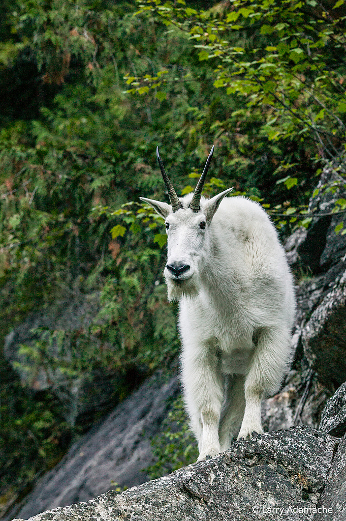 Rocky Mountain Goat, 064