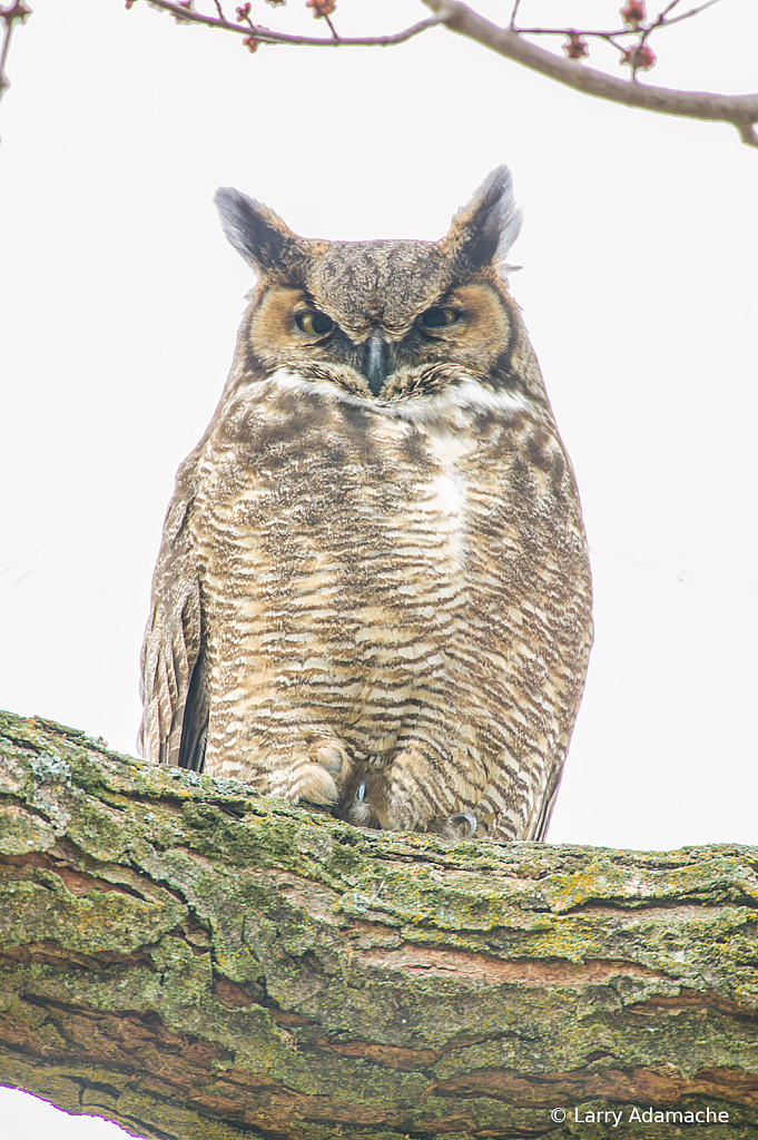 Horned Owl, 908V6420