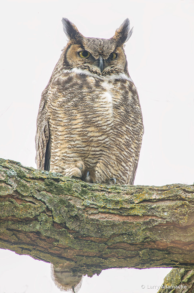 Horned Owl, 908V6433