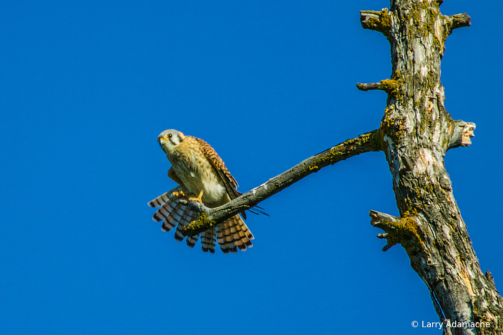 American Kestrel, 908V6810