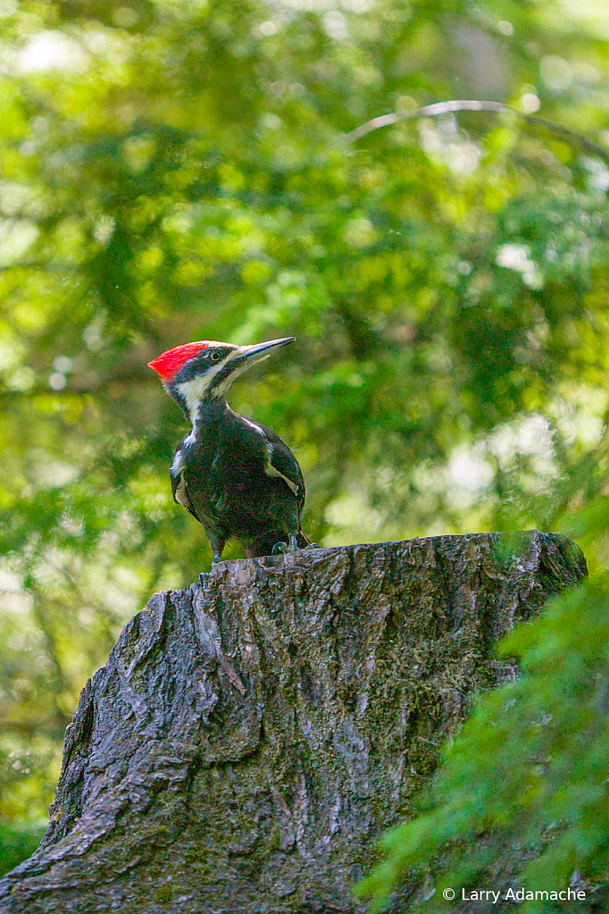 Pileated Woodpecker, 908V7083