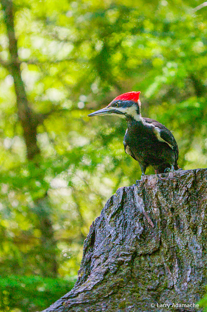 Pileated Woodpecker, 908V7084