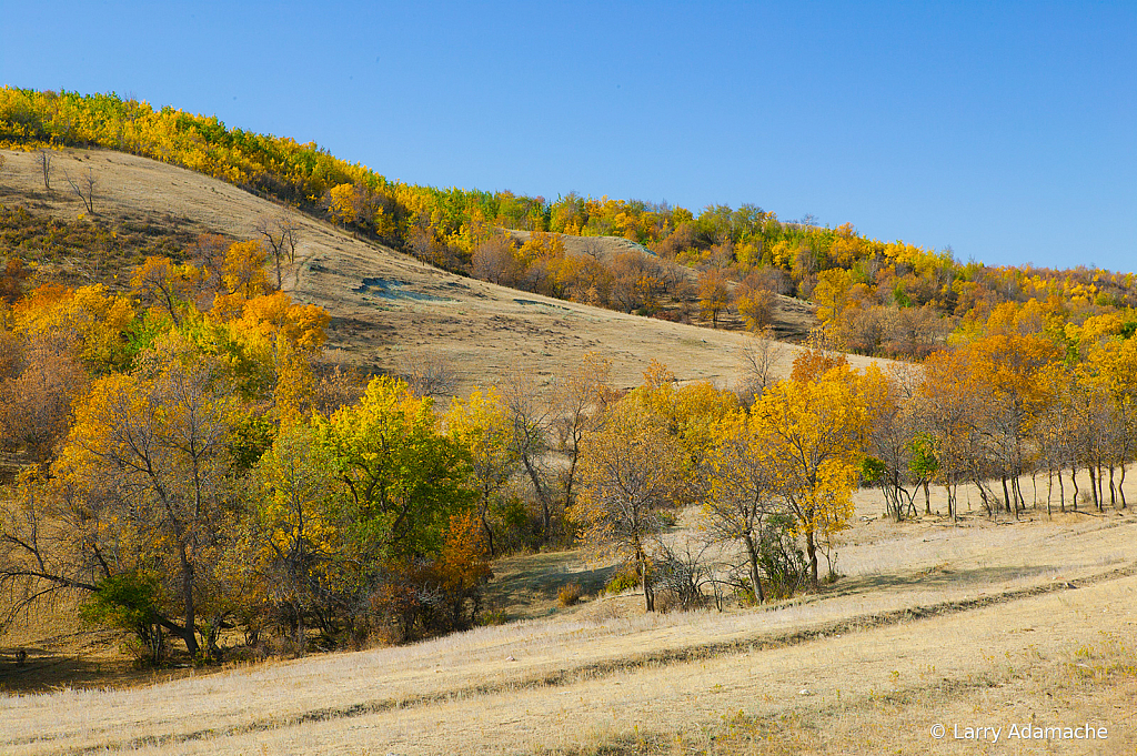 Fall Colors, 908V7631