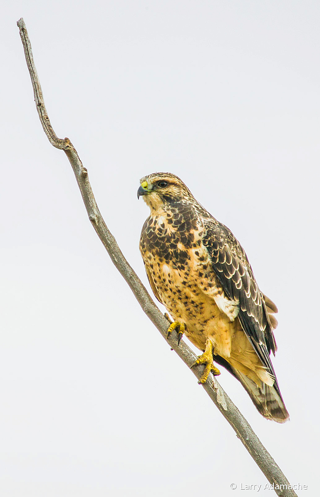 Hawk, 908V7702
