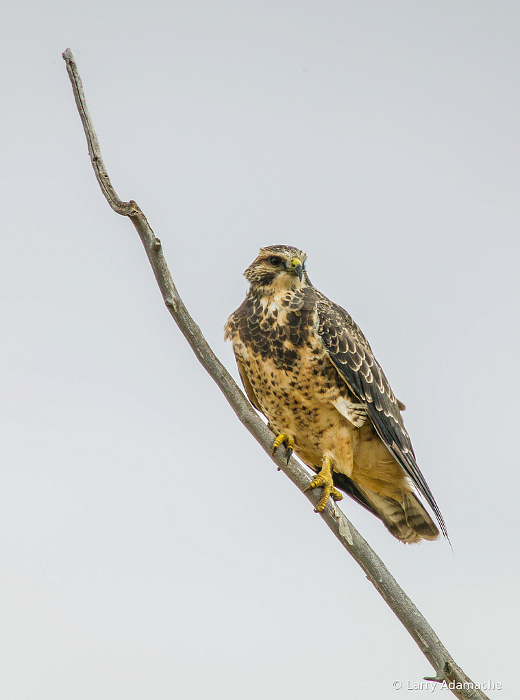 Hawk, 908V7704