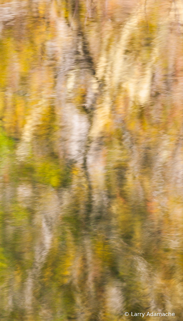 Reflection, 908V8294