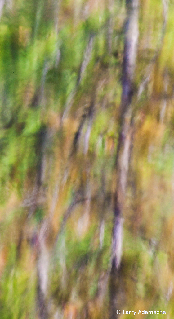 Reflection 908V8287