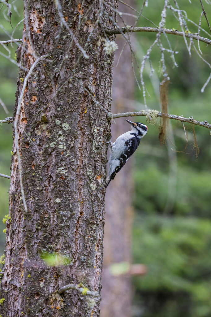 Woodpecker, _DS30129