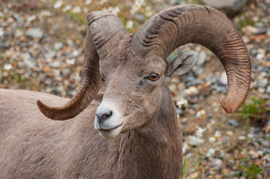 Bighorn Sheep, _DS31418