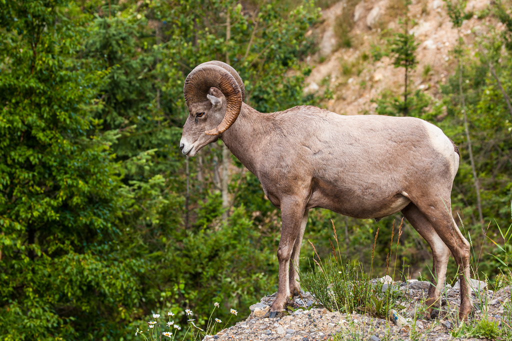 Bighorn Sheep, _DS31448