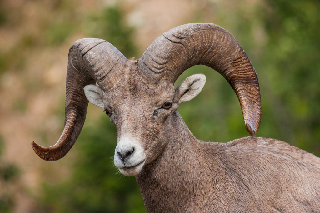 Bighorn Sheep, _DS31455