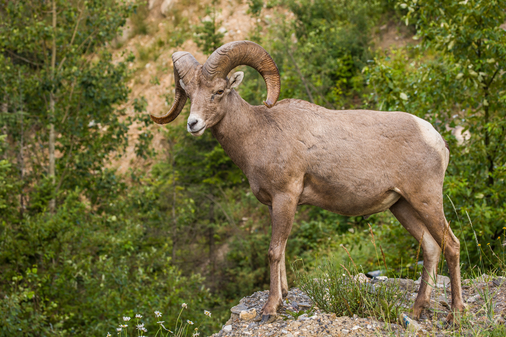 Bighorn Sheep, _DS31460