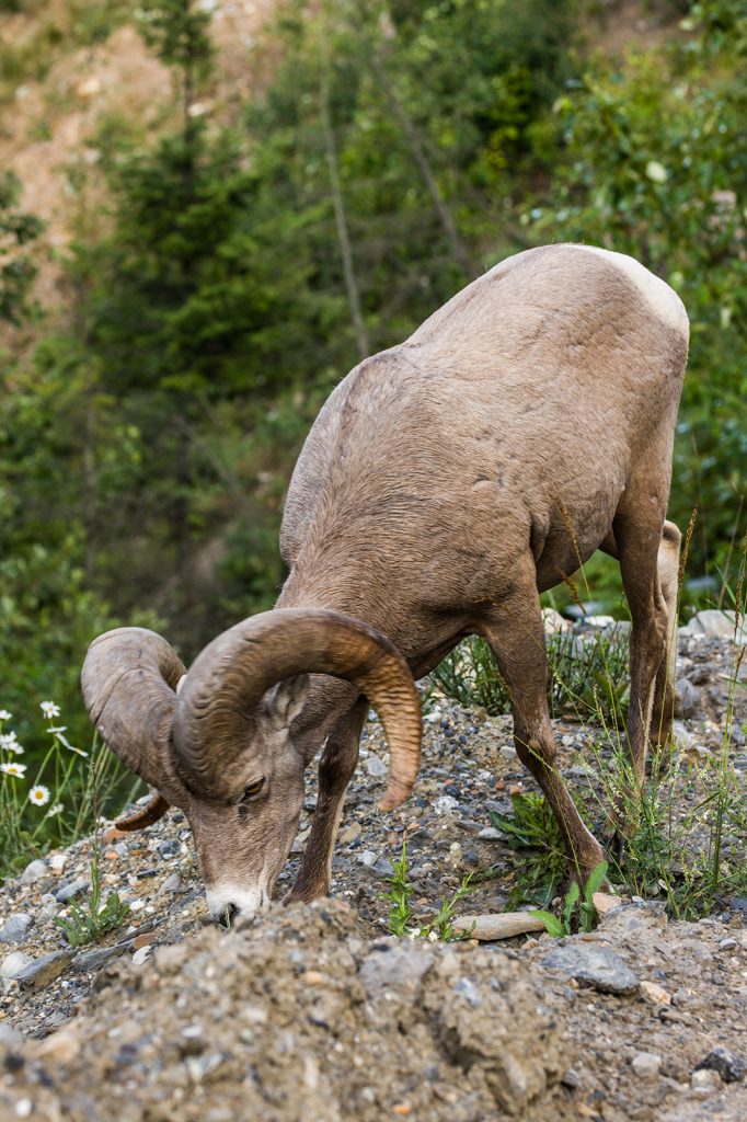 Bighorn, Sheep, _DS31469