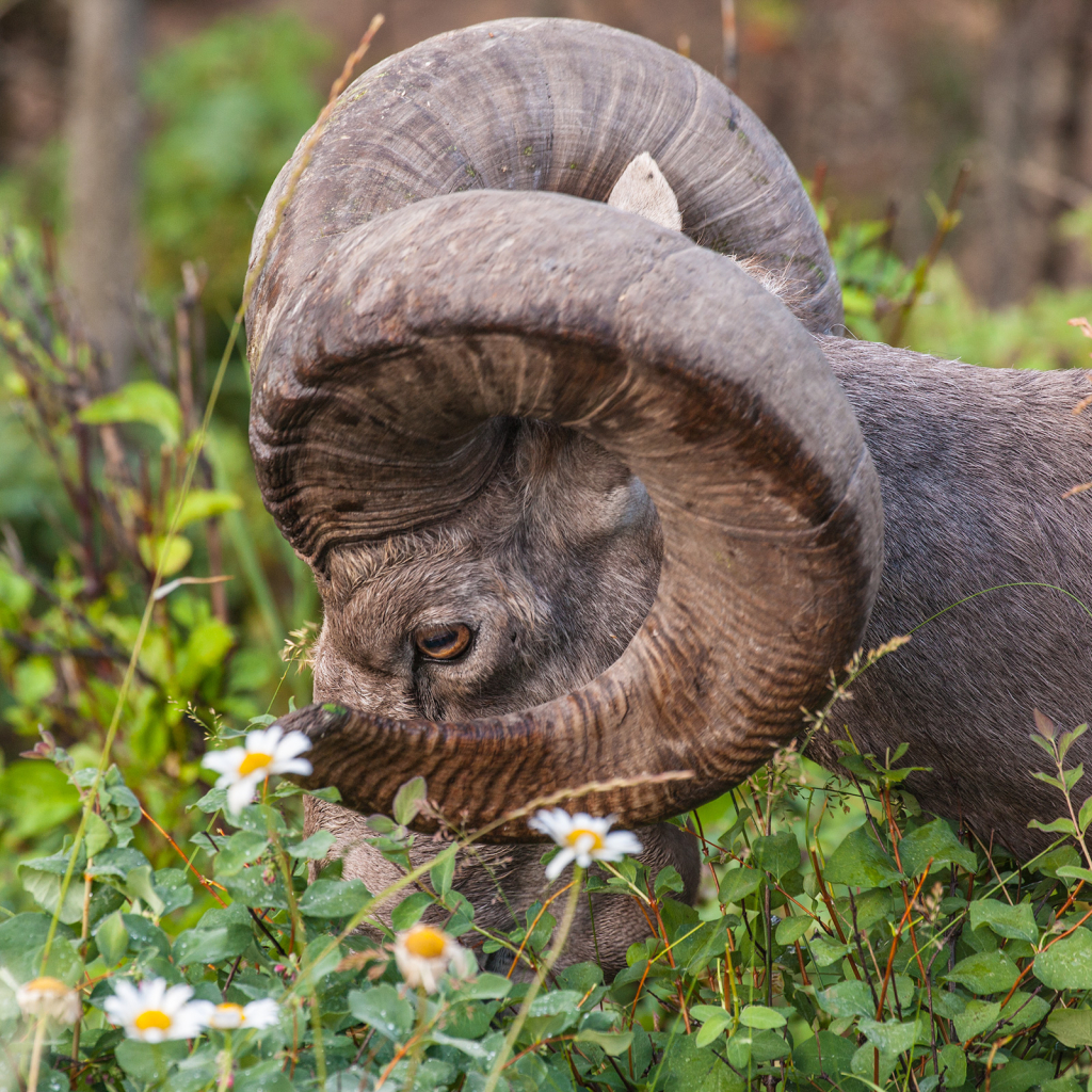 Bighorn Sheep, _DS31475