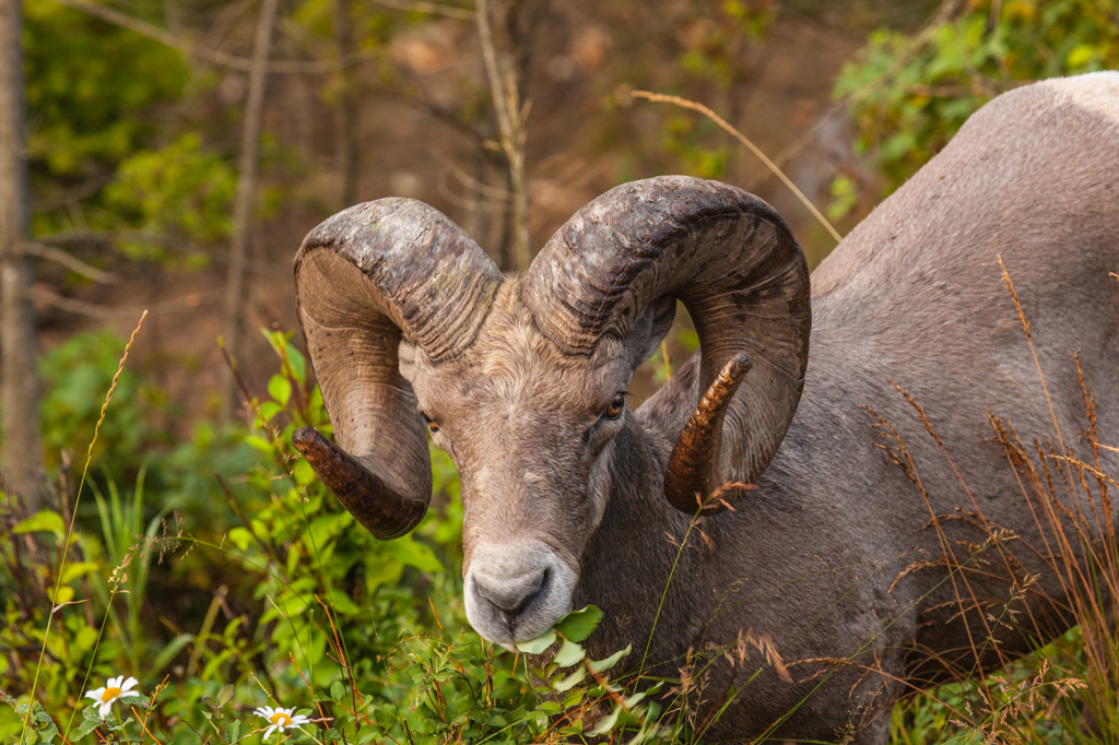 Bighorn Sheep, _DS31477