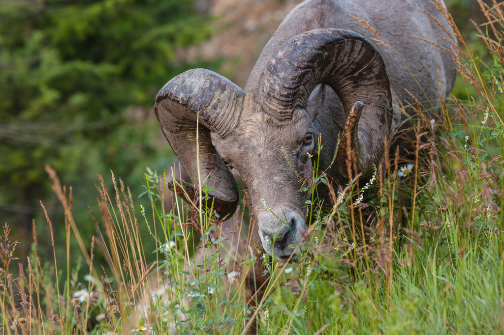 Bighorn Sheep, _DS31488