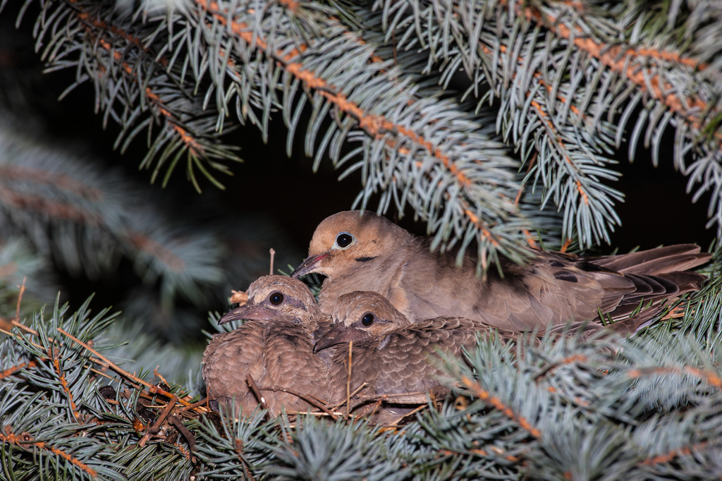 Doves, _DS32498