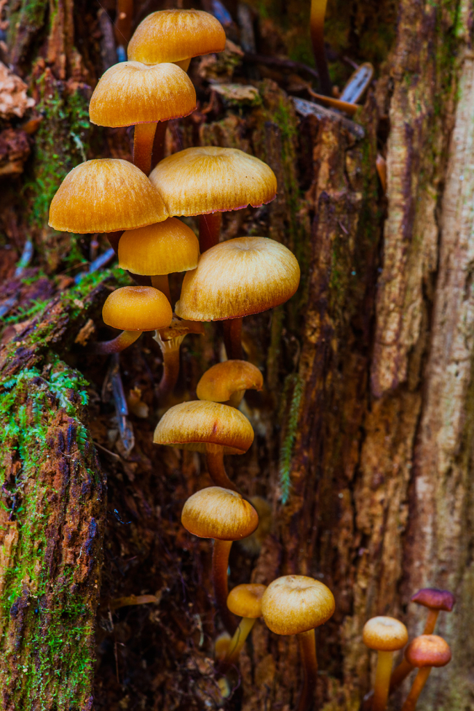 Mushrooms, _DS32531
