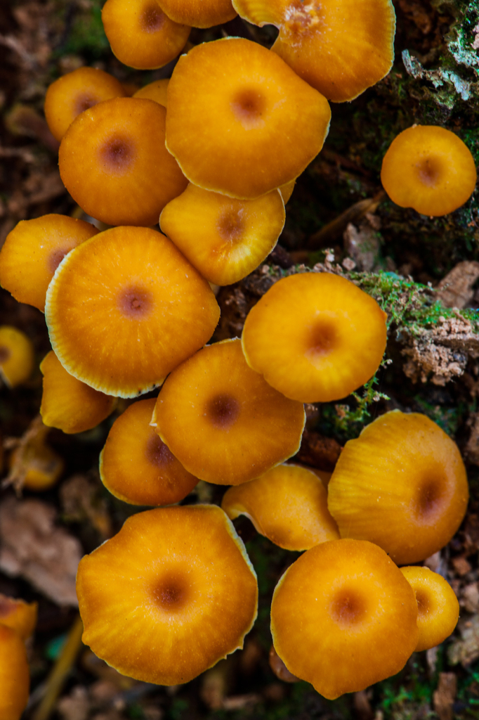 Mushrooms, _DS32535