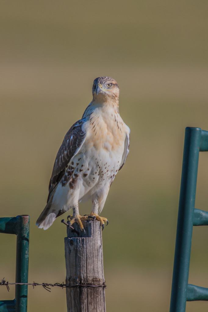 Hawk, _DS32227