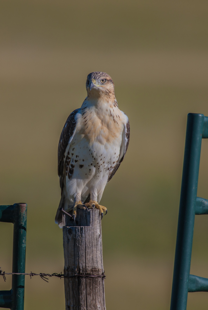 Hawk, _DS32229