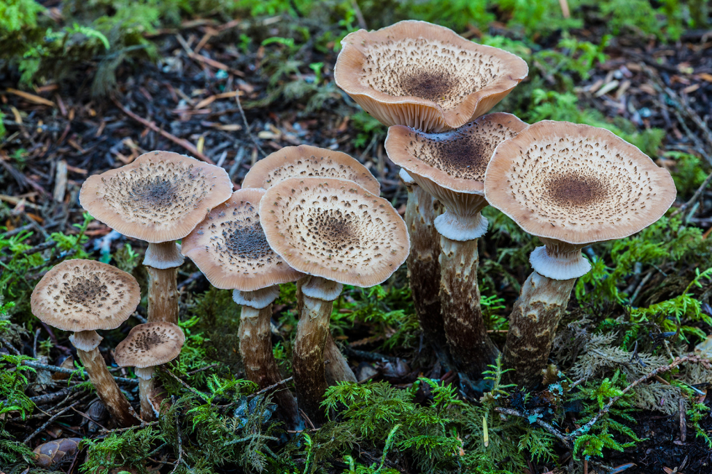 Mushrooms, _DS32632