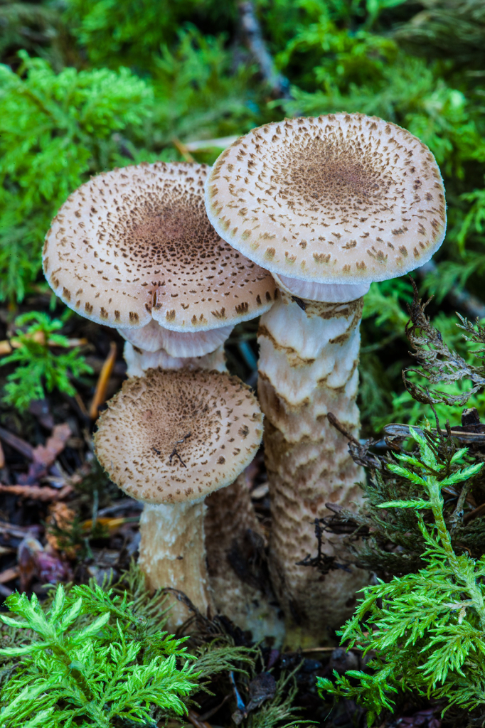 Mushrooms, _DS32633
