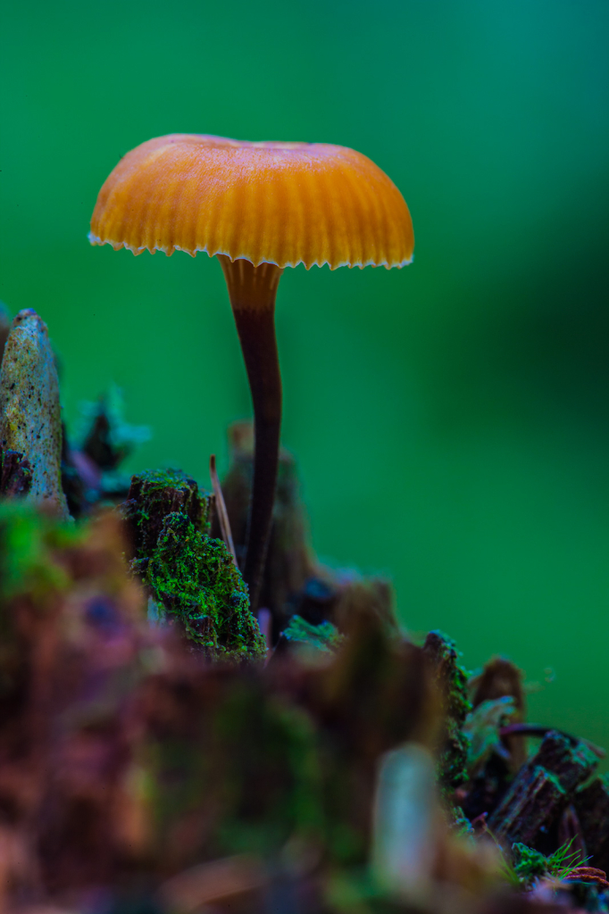 Mushroom, _DS32649