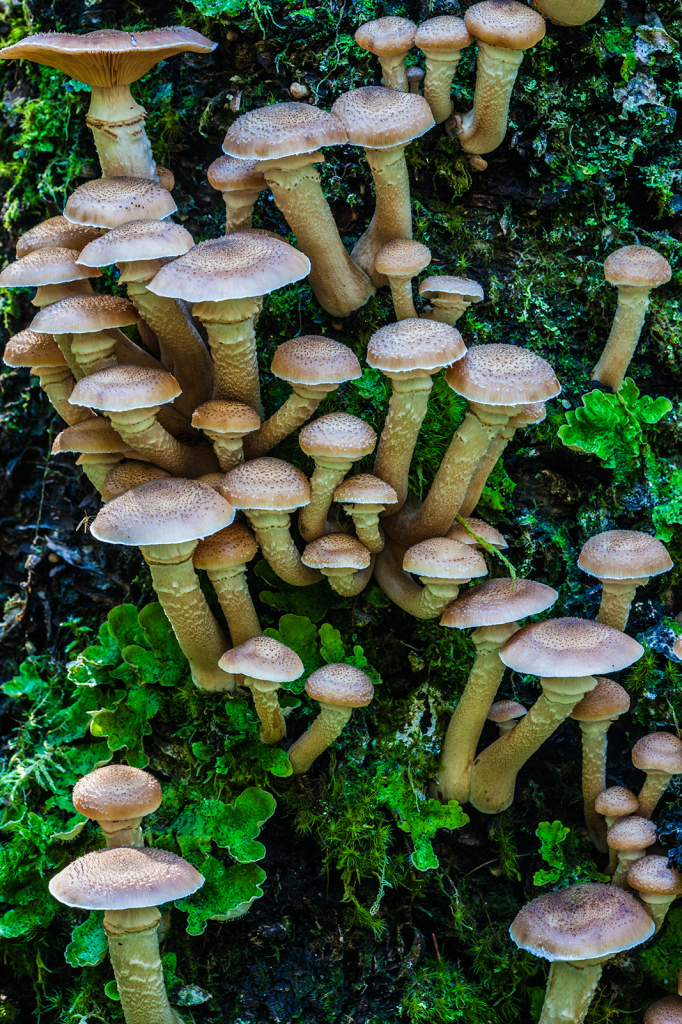 Mushroom, _DS32651