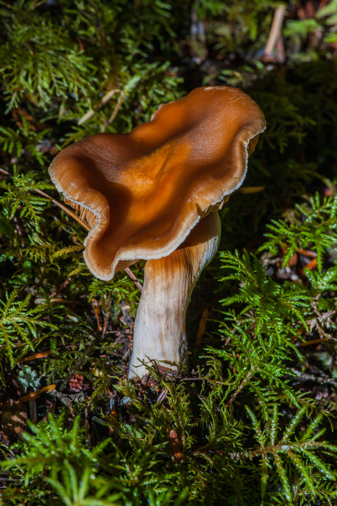 Mushroom, _DS32653