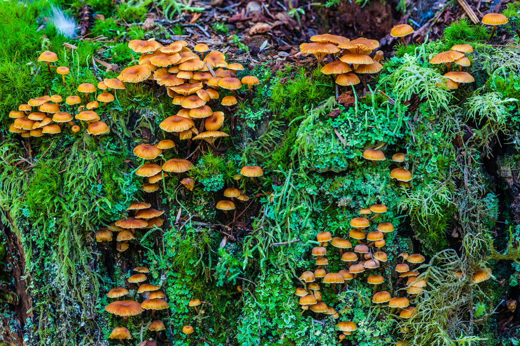 Mushroom, _DS32655