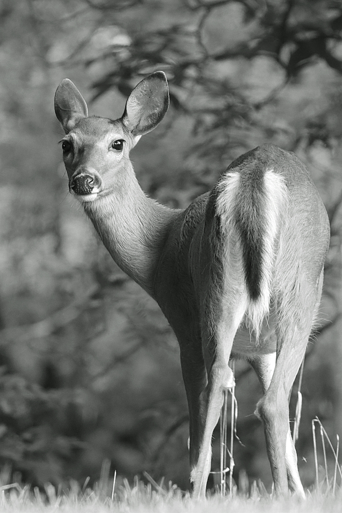 Deer B&W