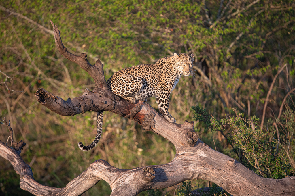 Leopard on the Dead Tree