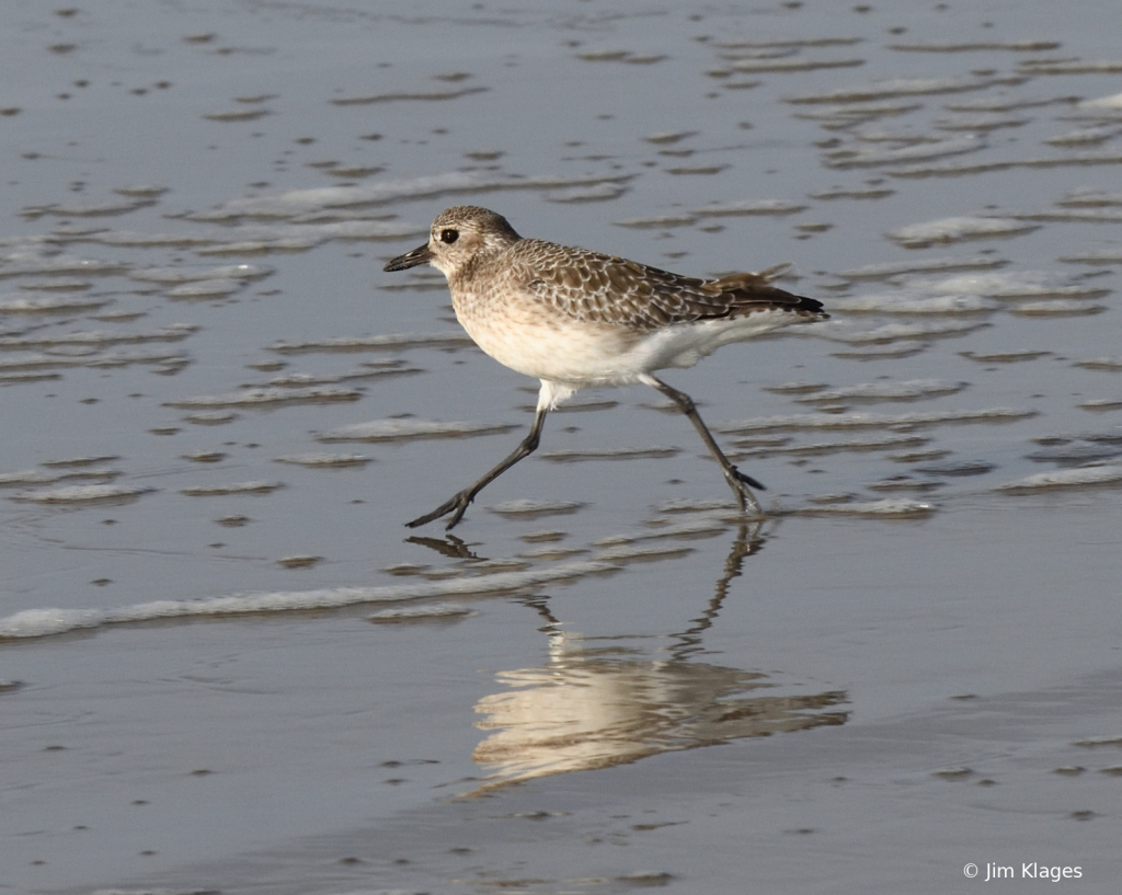 Shore bird strutting the surf edge